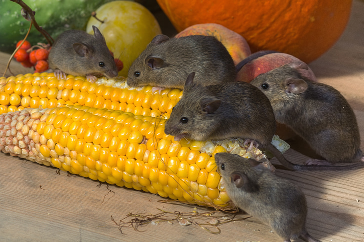 mice eating yellow corn