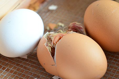 photo of hatch organic egg