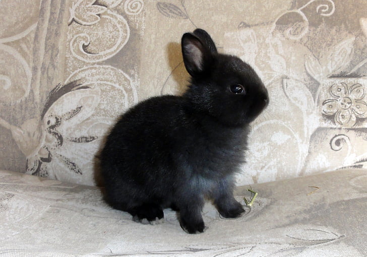 black rabbit on gray floral textile