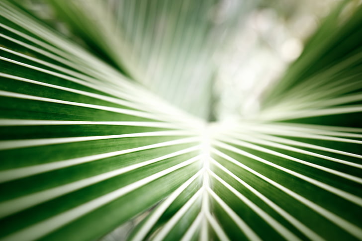 Royalty-Free photo: Coconut leaf, palm, tropical, green ...