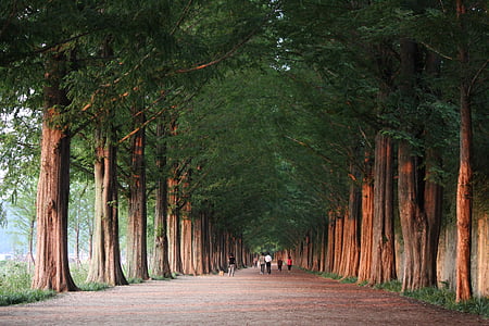people on gray concrete pathway between green tall trees during daytime