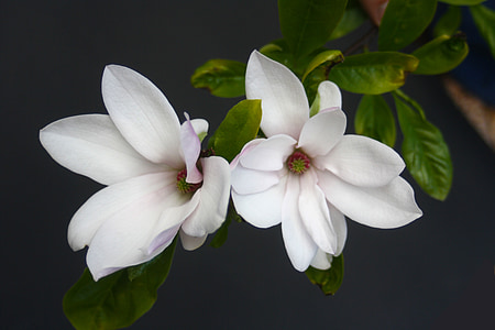 macro shot photography of white flowers