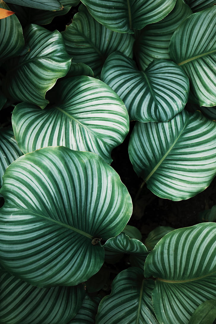 close-up photograph of green leaf plants
