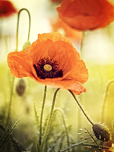 macro photography of orange flower during daytime