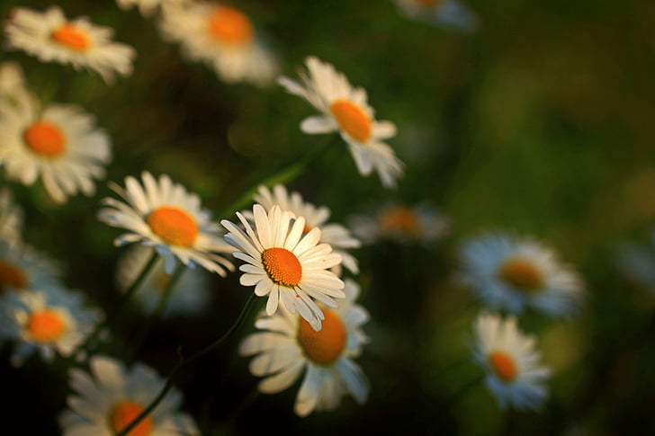 selective focus photo of white-and-orange daisy flower