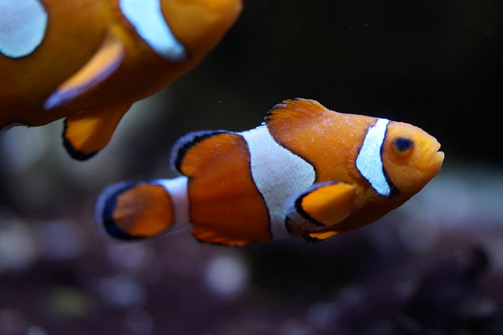 shallow focus photography of two orange clownfishes