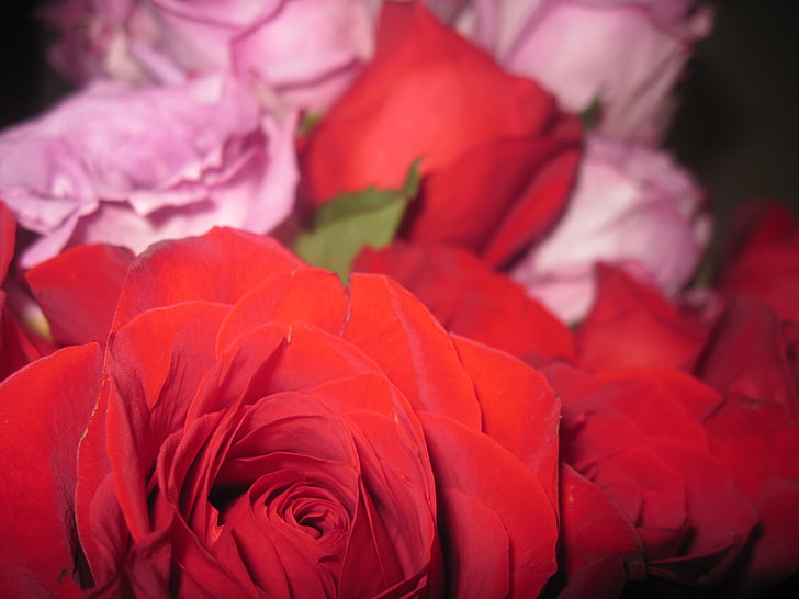 two pink and red roses close up photography