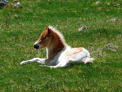 brown and white pony lying on grass