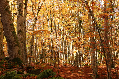 autumn leaves on ground surrounded with trees