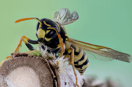 selective focus photography of yellow jacket wasp perched on log