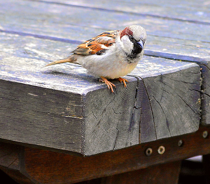 brown and white sparrow bird perching on brown wooden board