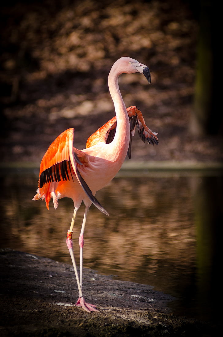 pink and orange Flamingo