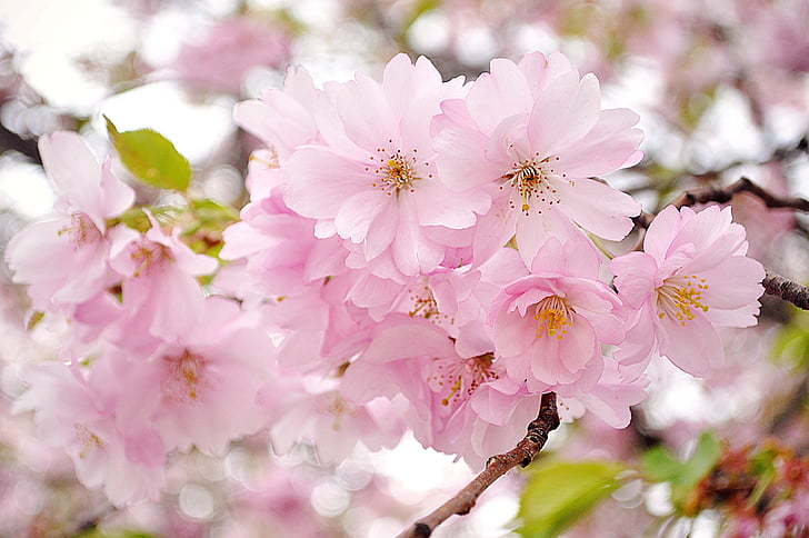 close up photography of pink Sakura blossoms
