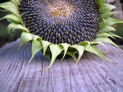 green and black flower on brown wooden table