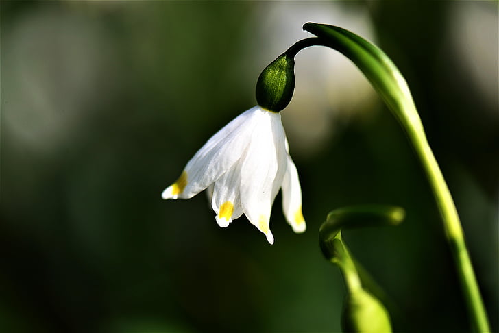 shallow focus photo of white petaled flower