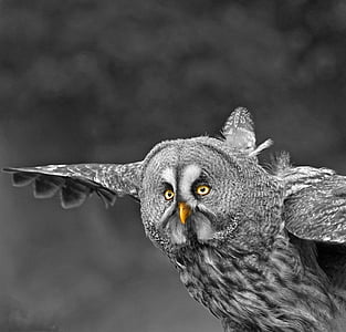 selective color photography of gray owl flying