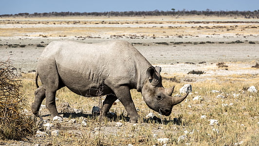 brown rhinoceros on green grass field
