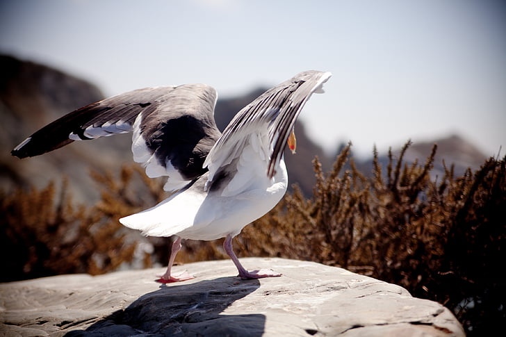 selective focus photography of bird standing on rock