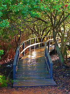 empty wooden pathway between tress