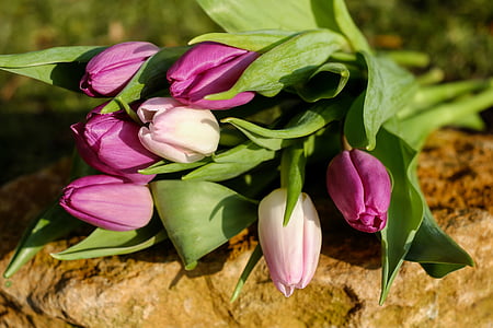 pink tulips with green leaves