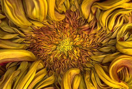 yellow sunflower painting