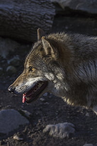 grey and black wolf