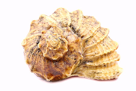 beige seashell