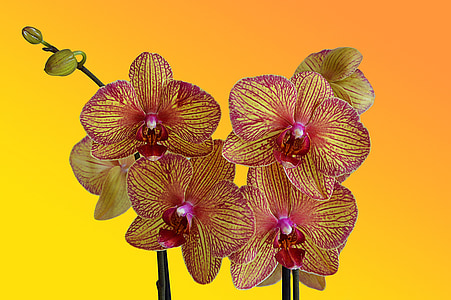 pink-and-yellow moth orchid with orange background