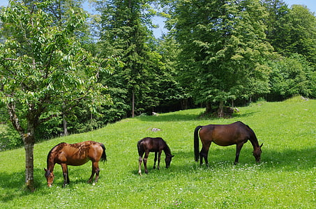 photo of three brown horses eating grass near pine trees