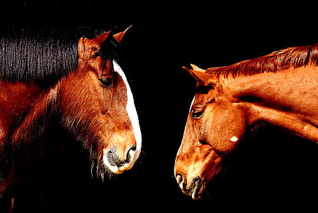photography of brown horses