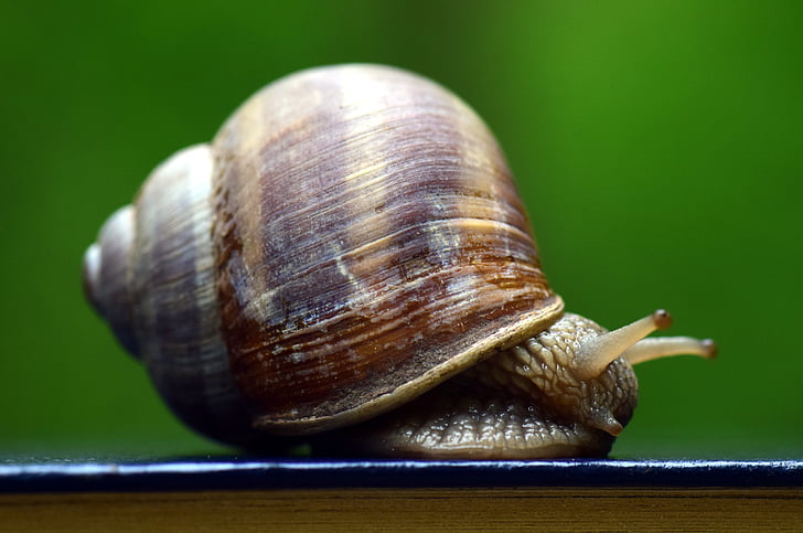 microphoto of snail