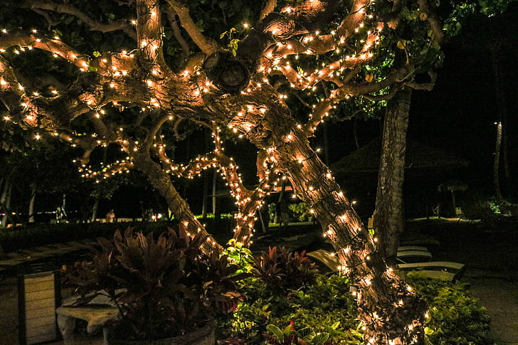 orange string lights on tree
