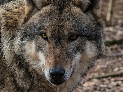 gray wolf in tilt shot photography