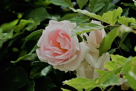 shallow focus photography of white and pink flower