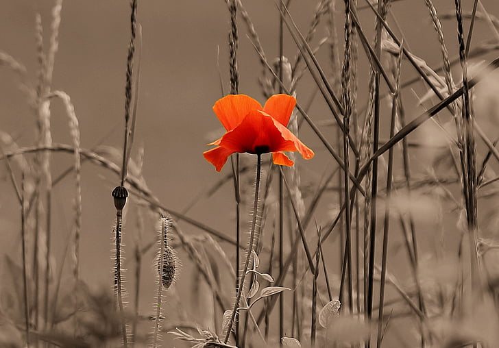 close up photography of red poppy beside grass