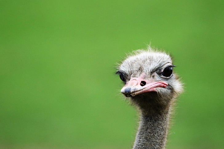 selective focus photography of ostrich head
