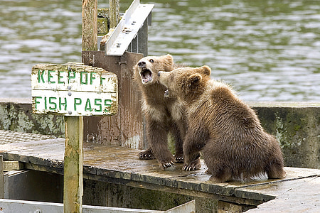 bears standing on brown dock