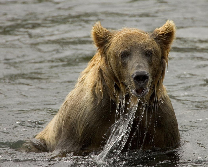 brown bear on body of water photo taken during daytime
