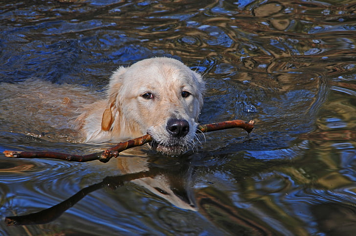 golden retriever puppy biting twig while walking into the river