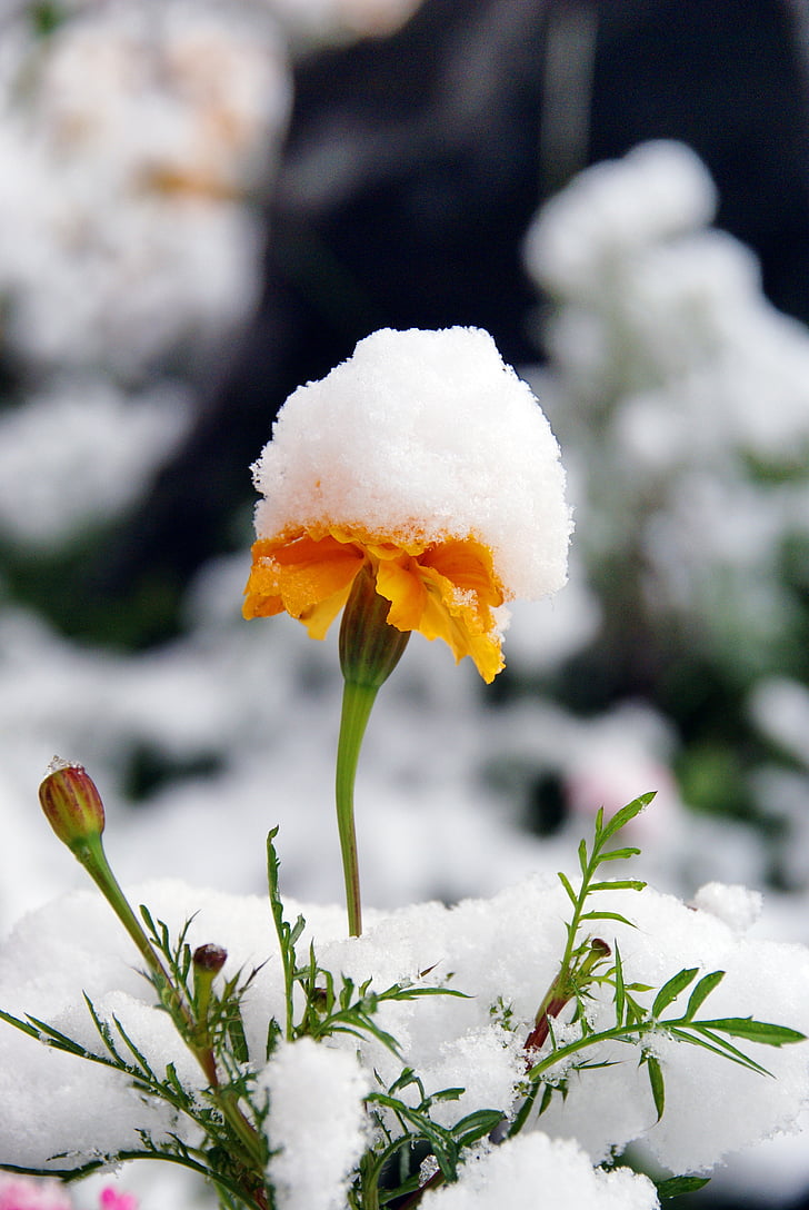 yellow marigold flowers with snow selective-focus photography