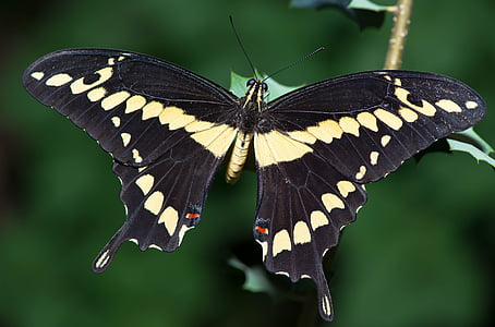 tiger swallowtail butterfly on green leaf plant
