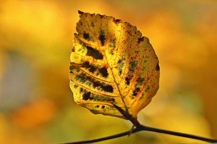 yellow and brown leaf