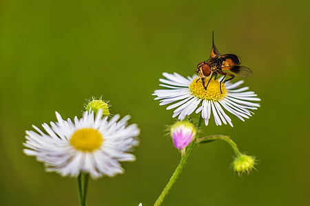 close up photograph of white daisy flower with fly