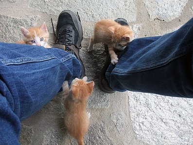 three orange tabby kittens scratching person's denim jeans