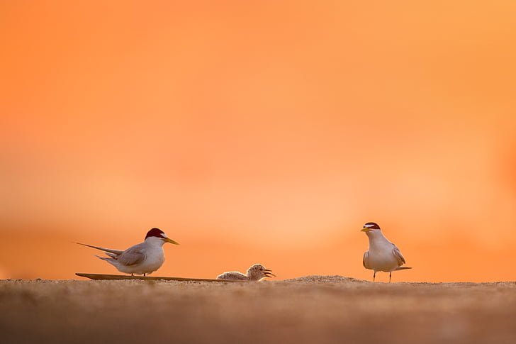 selective focus photography of two arctic terns on ground and chick