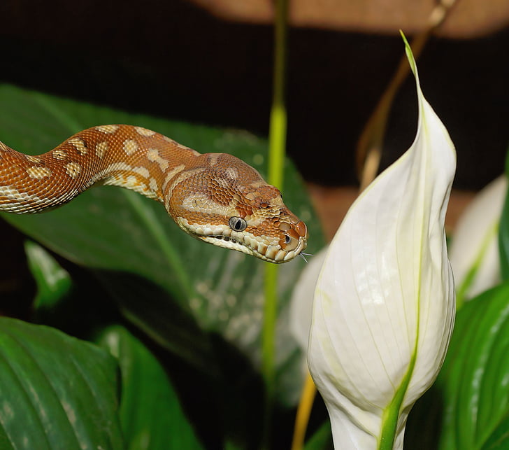 brown snake beside white peace lily