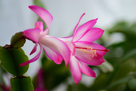 pink Christmas cactus flower in bloom