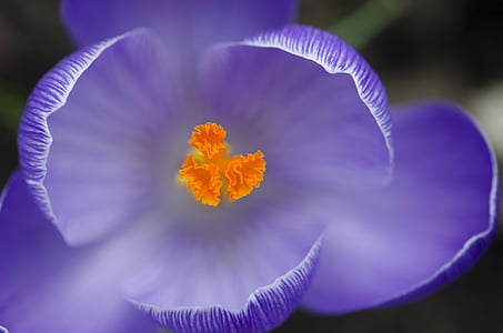 close up photo of purple tulip