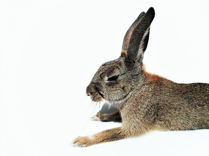 brown and black rabbit in focus photography