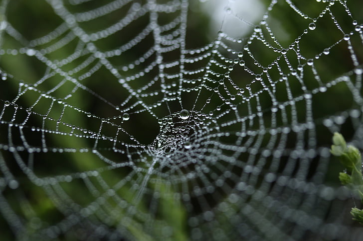 closeup photography of spiderweb with water droplets
